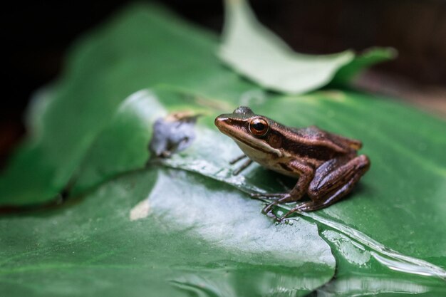 写真 葉の上のカエルのクローズアップ