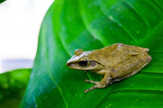 写真 葉の上のカエルのクローズアップ