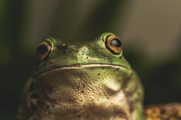 写真 葉の上のカエルのクローズアップ