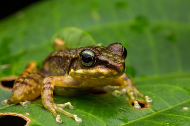 写真 葉の上にあるカエルのクローズアップ