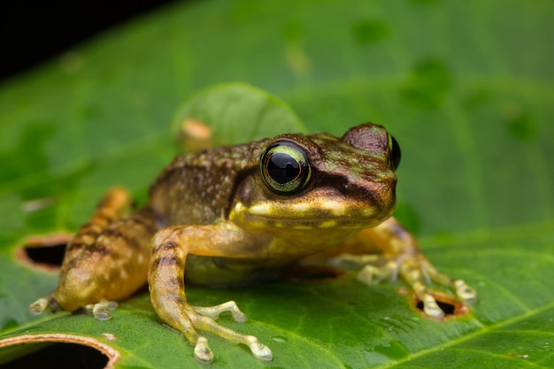 写真 葉の上にあるカエルのクローズアップ