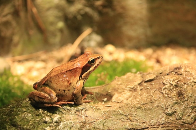 写真 岩の上にあるカエルのクローズアップ