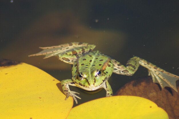 写真 黄色い葉の上にあるカエルのクローズアップ