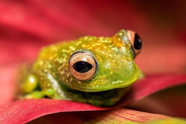 写真 カエルのクローズアップ