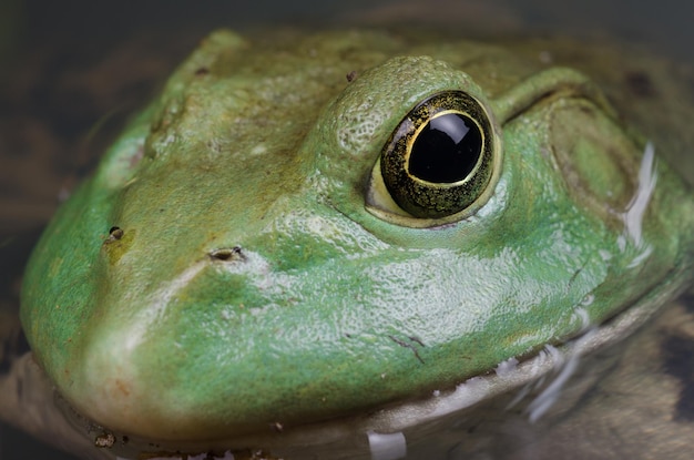 写真 カエルのクローズアップ