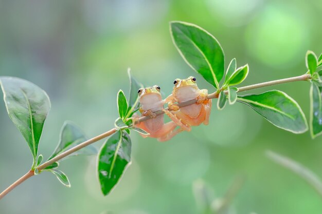 사진 식물 에 있는 개구리 들 의 클로즈업