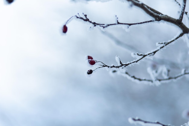 사진 겨울에 얼어붙은 나뭇가지 클로즈업