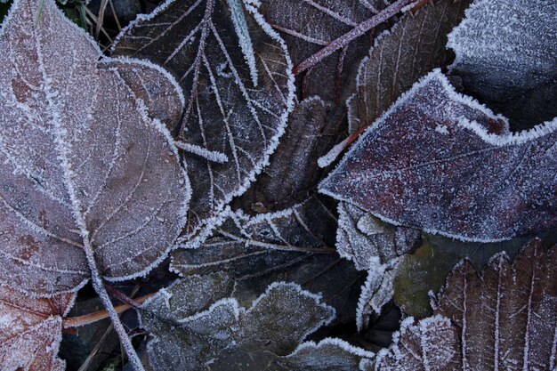 Фото Близкий снимок замороженного листа зимой