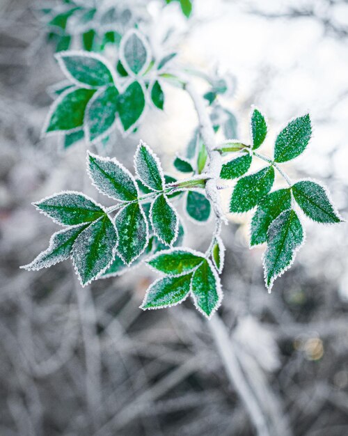 写真 冬の間,冷凍された植物のクローズアップ