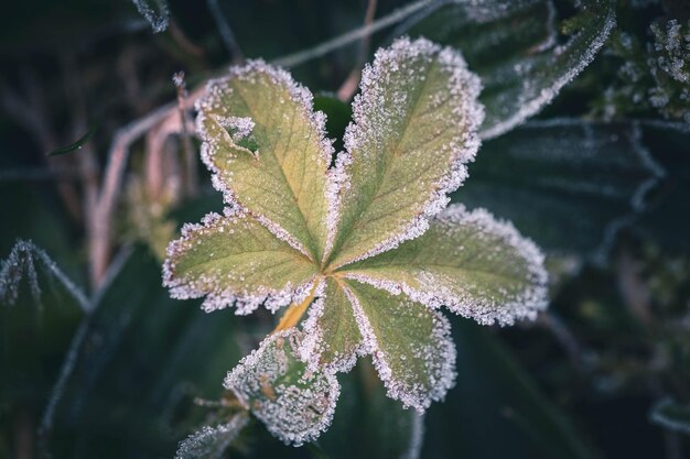 写真 冬の間,冷凍された植物のクローズアップ