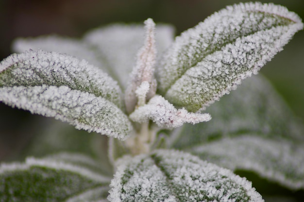 写真 冬の間,冷凍された植物のクローズアップ