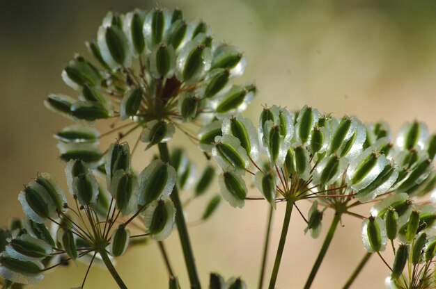 写真 冷凍された植物を外でクローズアップ