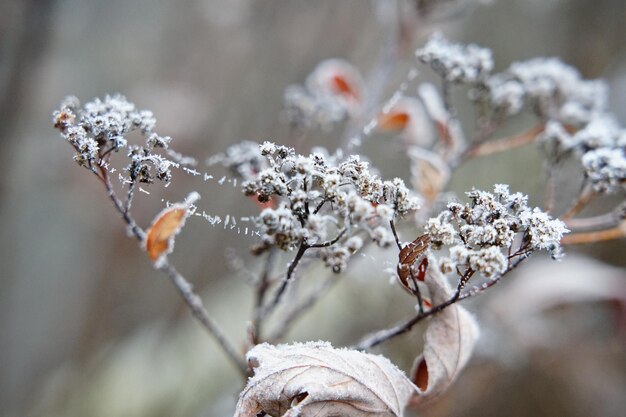 Фото Близкий взгляд на замороженное растение