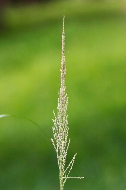 写真 冷凍された植物のクローズアップ