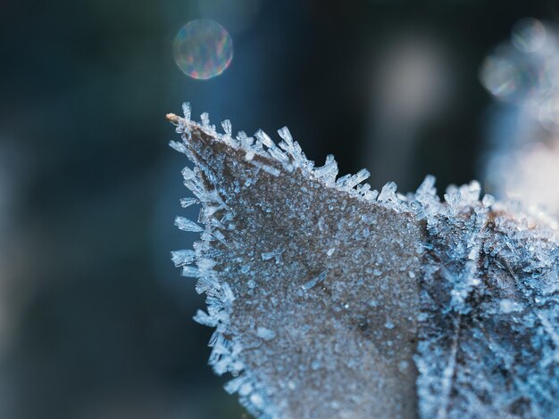 写真 冷凍された植物のクローズアップ