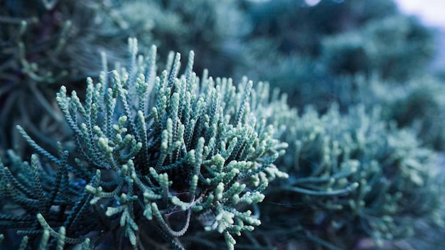 写真 冷凍された植物のクローズアップ