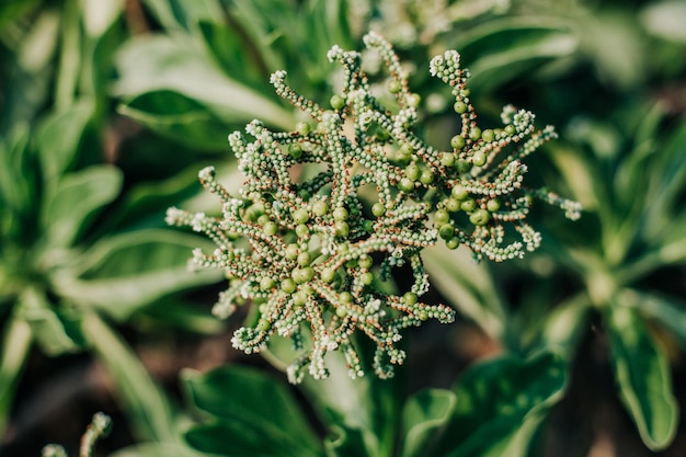 写真 冷凍された植物のクローズアップ