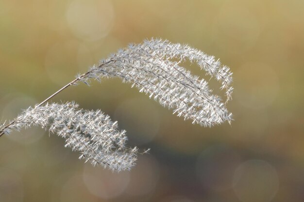 写真 冷凍された植物のクローズアップ