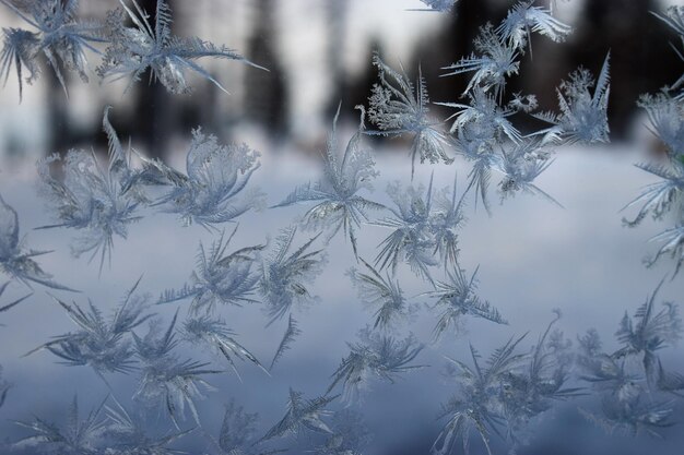 写真 冬の間,冷凍された植物のクローズアップ