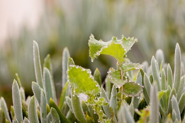 写真 冬の間,冷凍された植物のクローズアップ