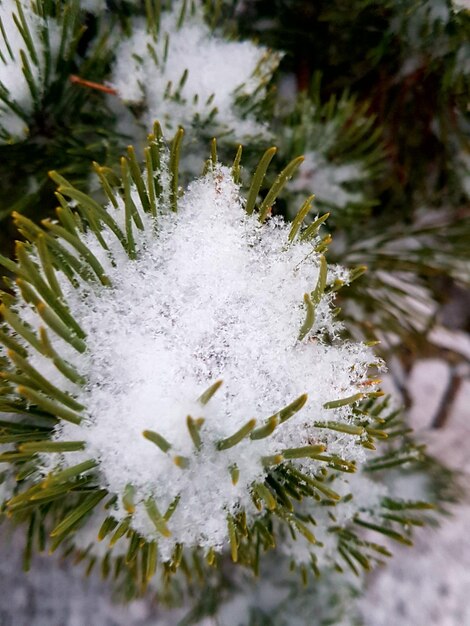 Фото Близкий план замороженной воды