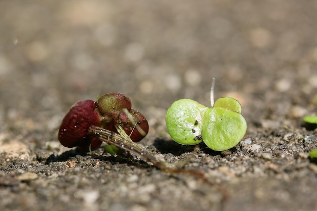 写真 畑で育つ果物のクローズアップ