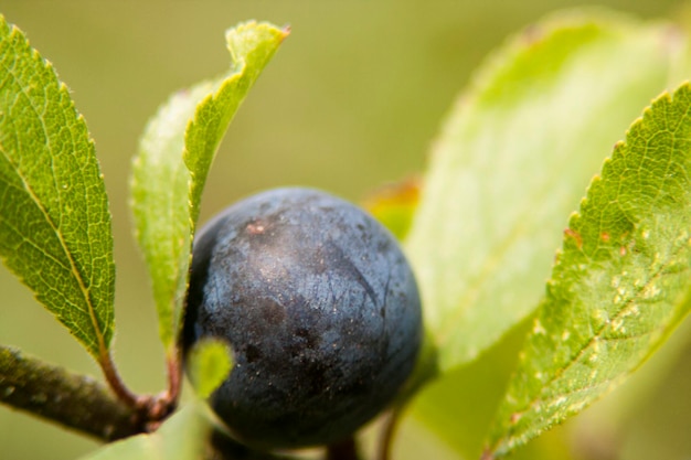 写真 植物で育つ果物のクローズアップ