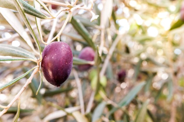 写真 植物で育つ果物のクローズアップ