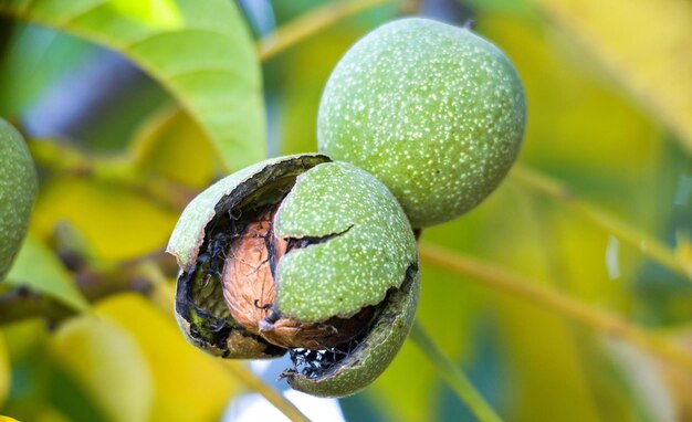 写真 木の上で育つ果物のクローズアップ