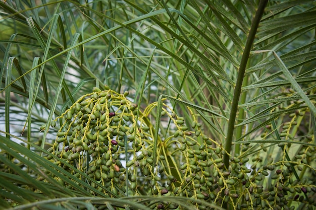 写真 木の上で育つ果物のクローズアップ