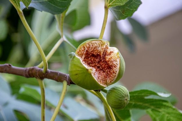 写真 植物上の果実のクローズアップ