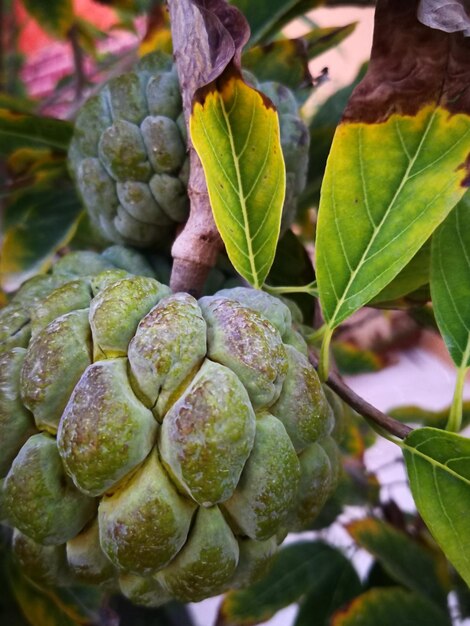 写真 植物で育つ果物のクローズアップ