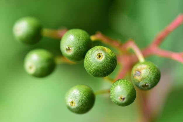 写真 植物で育つ果物のクローズアップ