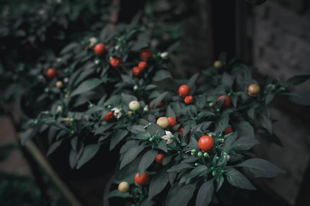写真 植物で成長する果実のクローズアップ