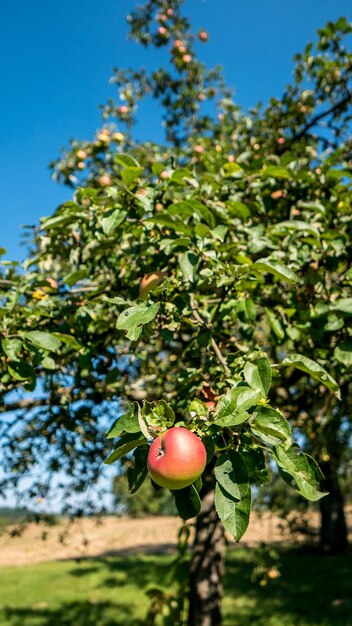 写真 木の上で育つ果物のクローズアップ