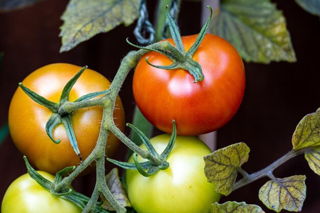 写真 植物上の果実のクローズアップ