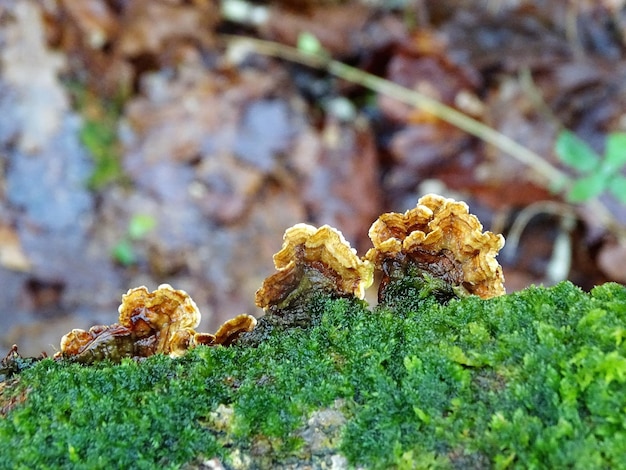 写真 菌類のクローズアップ