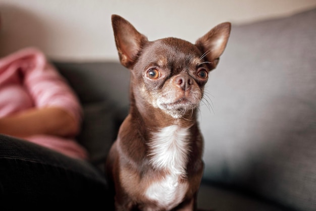 写真 楽しい短毛の茶色の犬チワワのクローズアップ テキストのための異なる表現的な感情のスペース