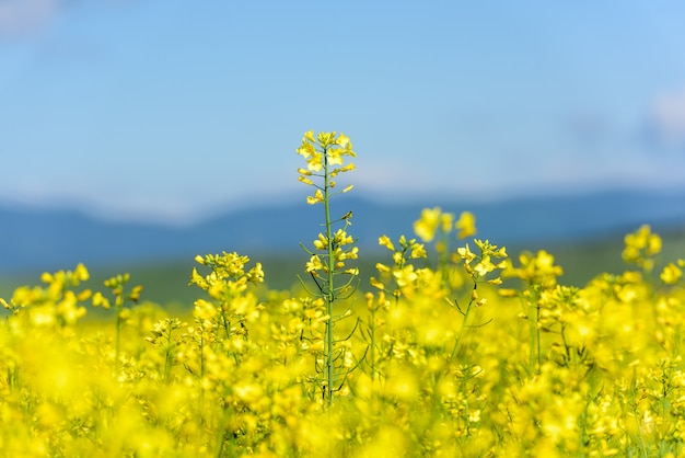 Фото Закройте вверх нежного зацветая цветка урожая рапса в культивируемом поле, селективном фокусе.