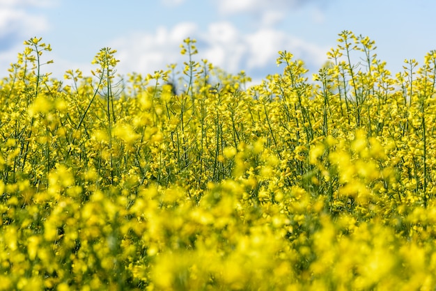 写真 セレクティブフォーカスの耕作地で穏やかな咲く菜の花のクローズアップ。