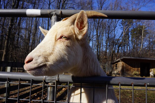 写真 飼育場にいるヤギのクローズアップ