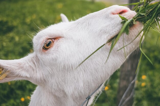 写真 畑 の ヤギ の クローズアップ