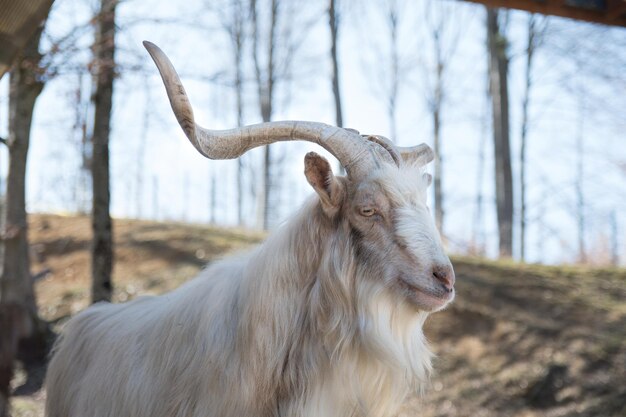 Фото Близкий план козы
