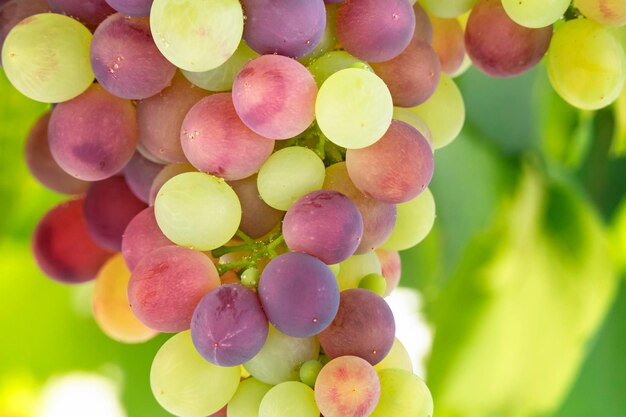 Фото Крупный план винограда