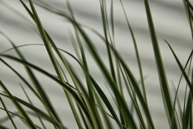 Фото Ближайший план травы на полосатом фоне