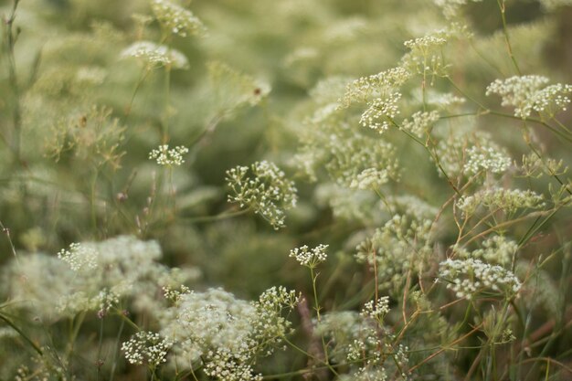 写真 草原の花、自然、夏、春の背景のクローズ アップ