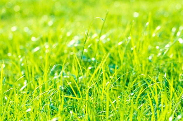 Фото Крупный план травы на поле