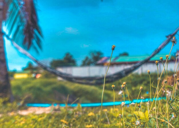 사진 푸른 하늘 을 배경 으로 들판 에 있는 잔디 의 클로즈업