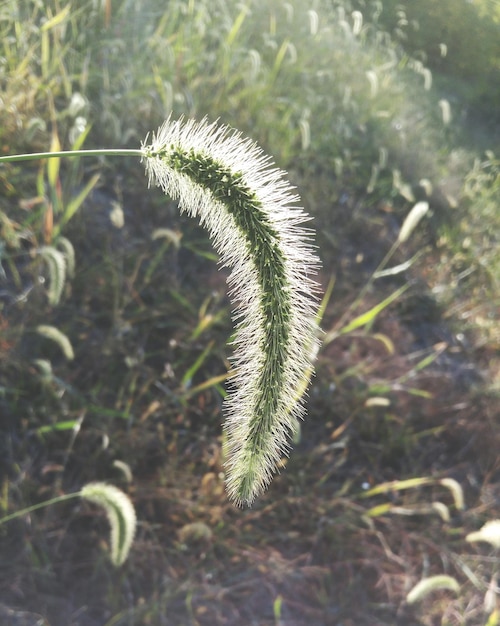 写真 フィールドの草のクローズアップ