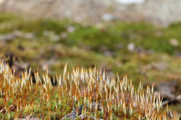 写真 フィールドの草のクローズアップ